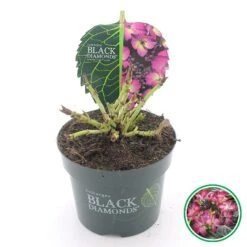 Hortensia (Hydrangea Black Diamonds Dark Angel Purple) -Aanbiedingen Groene Hekken Winkel 4 4 2