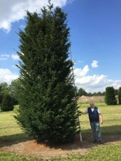 Grote Venijnboom (Taxus Baccata) -Aanbiedingen Groene Hekken Winkel 550600 x 175 200 1 2