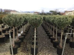 Grove Den Op Stam (Pinus Sylvestris 'Watereri') -Aanbiedingen Groene Hekken Winkel 5 1