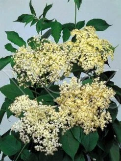 Vlier (Sambucus Nigra) -Aanbiedingen Groene Hekken Winkel 703081 3 1