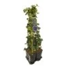 Hedera-Clematis Mix Haag (Jackmanii) -Aanbiedingen Groene Hekken Winkel 897380 mix hedera jackmanii 1 meter privacy
