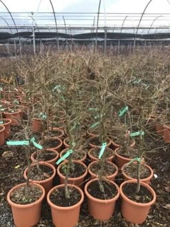 Japanse Esdoorn (Acer Palmatum 'Viridis') -Aanbiedingen Groene Hekken Winkel 8 1