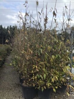 Winterzoet (Chimonanthus Praecox) 13 Winterzoet (Chimonanthus Praecox) -Aanbiedingen Groene Hekken Winkel 9