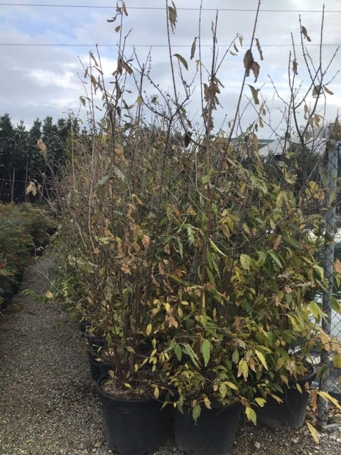 Winterzoet (Chimonanthus Praecox) 8 Winterzoet (Chimonanthus Praecox) - Afbeelding 6