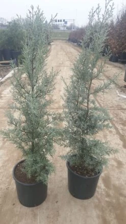 Cipres (Cupressus Arizonica 'Glauca') -Aanbiedingen Groene Hekken Winkel 94d98ecf eeaf 4488 bd36 6b6bea13f39a