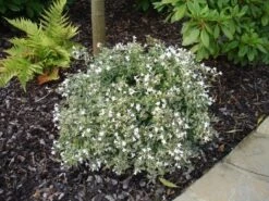 Abelia (Abelia Grandiflora 'Confetti') -Aanbiedingen Groene Hekken Winkel abelia confetti 2 1