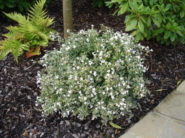 Abelia (Abelia Grandiflora 'Confetti') 6 Abelia (Abelia Grandiflora 'Confetti') - Afbeelding 4