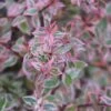 Abelia (Abelia Grandiflora 'Confetti') -Aanbiedingen Groene Hekken Winkel abelia confetti 5