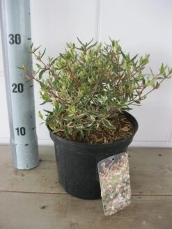 Abelia (Abelia Grandiflora 'Confetti') 17 Abelia (Abelia Grandiflora 'Confetti') -Aanbiedingen Groene Hekken Winkel abelia confetti c3 18 7 2019