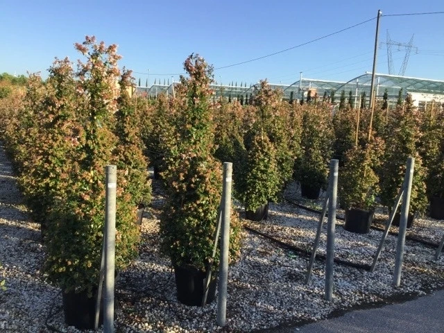 Abelia Als Piramide (Abelia Grandiflora) 3 Abelia Als Piramide (Abelia Grandiflora)