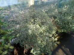 Abelia (Abelia Grandiflora 'Confetti') -Aanbiedingen Groene Hekken Winkel abelia grandiflora confetti c10 1