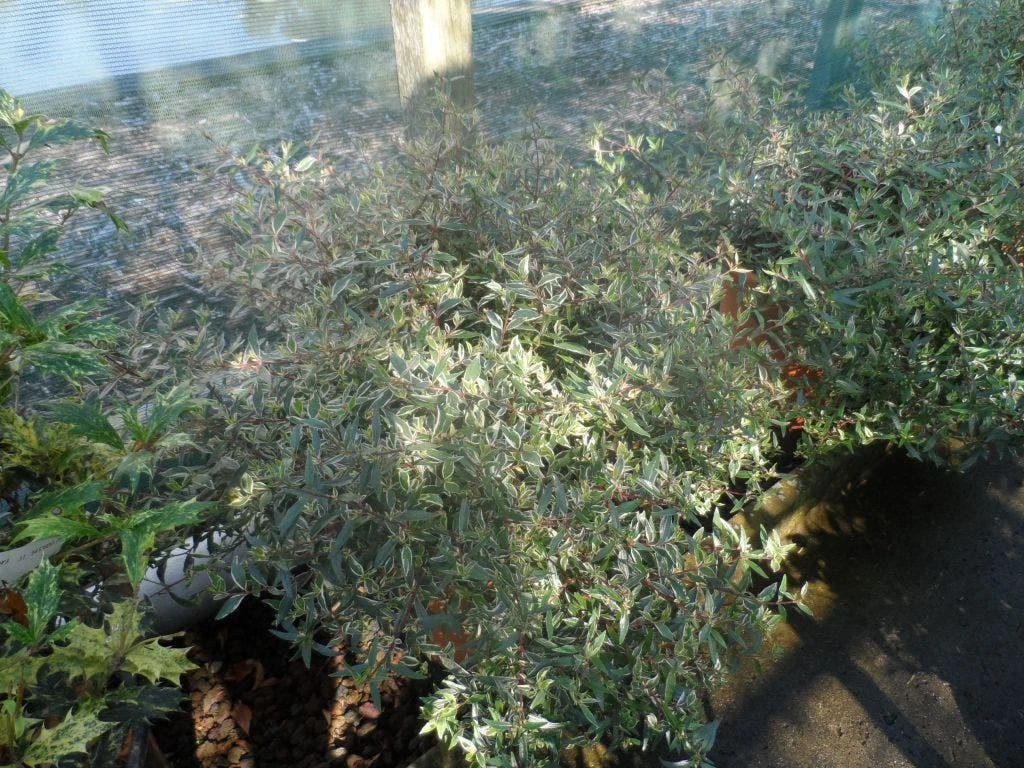 Abelia (Abelia Grandiflora 'Confetti') 9 Abelia (Abelia Grandiflora 'Confetti') - Afbeelding 7