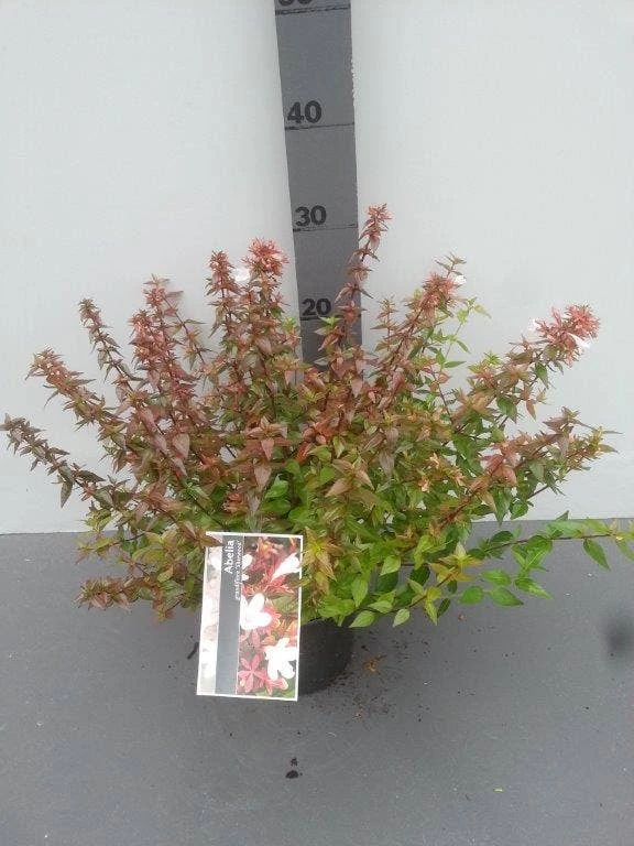 Abelia (Abelia Grandiflora 'Sherwood') 7 Abelia (Abelia Grandiflora 'Sherwood') - Afbeelding 5