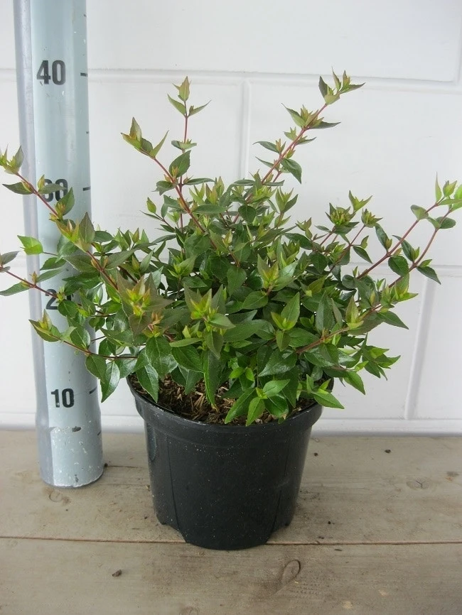 Abelia (Abelia Grandiflora 'Sherwood') 9 Abelia (Abelia Grandiflora 'Sherwood') - Afbeelding 7