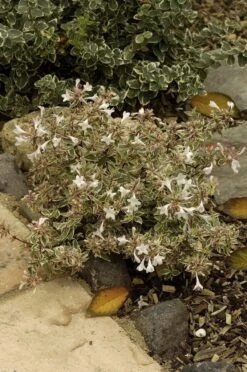 Abelia (Abelia Grandiflora 'Confetti') 15 Abelia (Abelia Grandiflora 'Confetti') -Aanbiedingen Groene Hekken Winkel abelia x grandiflora confetti