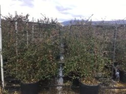 Abelia Op Rek (Abelia Grandiflora) -Aanbiedingen Groene Hekken Winkel abelidagrandifloraoprek