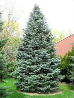 Colorado Zilverspar (Abies Concolor) -Aanbiedingen Groene Hekken Winkel abies concolor