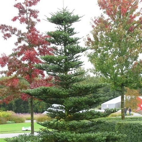 Koreaanse Zilverspar (Abies Koreana) 18 Koreaanse Zilverspar (Abies Koreana) - Afbeelding 16