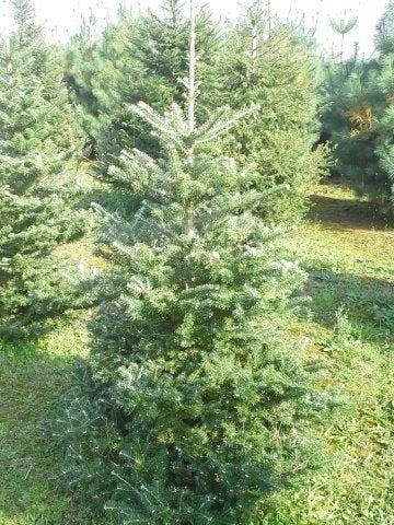 Koreaanse Zilverspar (Abies Koreana) 7 Koreaanse Zilverspar (Abies Koreana) - Afbeelding 5