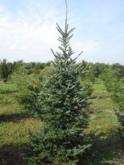 Koreaanse Zilverspar (Abies Koreana) 23 Koreaanse Zilverspar (Abies Koreana) -Aanbiedingen Groene Hekken Winkel abies koreana 200 250 1