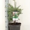 Koreaanse Zilverspar (Abies Koreana) -Aanbiedingen Groene Hekken Winkel abies koreana c5 m