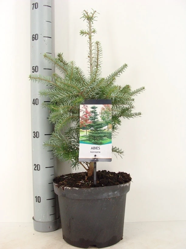 Koreaanse Zilverspar (Abies Koreana) 3 Koreaanse Zilverspar (Abies Koreana)