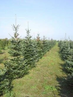 Koreaanse Zilverspar (Abies Koreana) 24 Koreaanse Zilverspar (Abies Koreana) -Aanbiedingen Groene Hekken Winkel abies koreana diverse