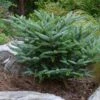 Koreaanse Zilverspar (Abies Koreana 'Silberlocke') 1 Koreaanse Zilverspar (Abies Koreana 'Silberlocke') -Aanbiedingen Groene Hekken Winkel abies koreana silberlocke 1