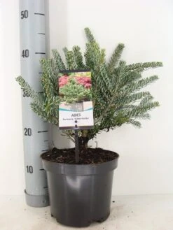 Koreaanse Zilverspar (Abies Koreana 'Silberlocke') -Aanbiedingen Groene Hekken Winkel abies koreana silberlocke c3 m 2