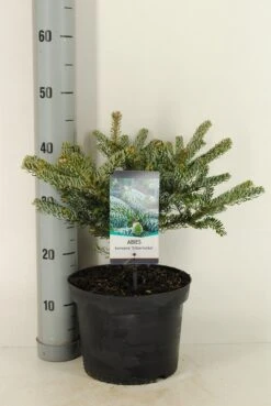 Koreaanse Zilverspar (Abies Koreana 'Silberlocke') -Aanbiedingen Groene Hekken Winkel abies koreana silberlocke c5 m 2 1