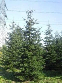 Nordmann-spar (Abies Nordmanniana) 27 Nordmann-spar (Abies Nordmanniana) -Aanbiedingen Groene Hekken Winkel abies nordmaniana 550