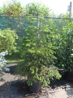 Nordmann-spar (Abies Nordmanniana) 24 Nordmann-spar (Abies Nordmanniana) -Aanbiedingen Groene Hekken Winkel abies nordmanniana 150 175 200