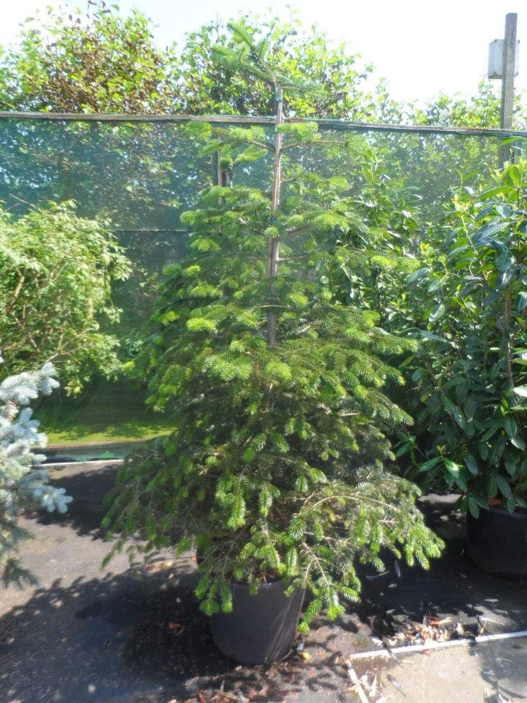 Nordmann-spar (Abies Nordmanniana) 11 Nordmann-spar (Abies Nordmanniana) - Afbeelding 9