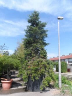 Nordmann-spar (Abies Nordmanniana) 23 Nordmann-spar (Abies Nordmanniana) -Aanbiedingen Groene Hekken Winkel abies nordmanniana 400 500 c1500