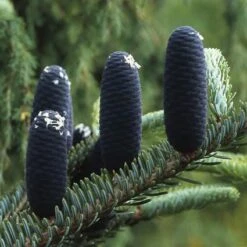 Koreaanse Zilverspar (Abies Koreana) 32 Koreaanse Zilverspar (Abies Koreana) -Aanbiedingen Groene Hekken Winkel abkorean 6