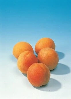 Abrikozenboom (Prunus Armeniaca) -Aanbiedingen Groene Hekken Winkel abrikoos 1