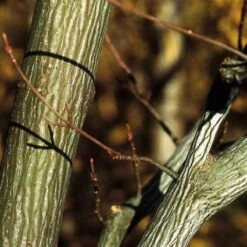 Streepjesbast Esdoorn (Acer Davidii) -Aanbiedingen Groene Hekken Winkel acdavidi 7
