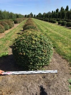 Spaanse Aak Als Bol (Acer Campestre) -Aanbiedingen Groene Hekken Winkel acer campestre 100 cm breed bol drkl 1