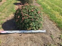 Spaanse Aak Als Bol (Acer Campestre) 8 Spaanse Aak Als Bol (Acer Campestre) -Aanbiedingen Groene Hekken Winkel acer campestre 90 cm breed bol drkl 1