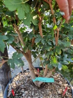 Nieuwe uitgaven -Aanbiedingen Groene Hekken Winkel acer campestre meerstammig 2 1 1