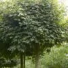 Bolesdoorn (Acer Campestre 'Nanum') -Aanbiedingen Groene Hekken Winkel acer campestre nanum