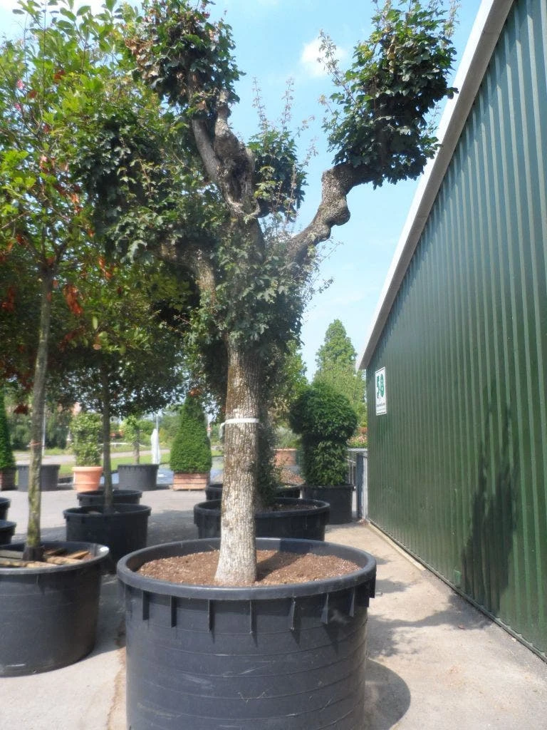 Bolesdoorn (Acer Campestre 'Nanum') 7 Bolesdoorn (Acer Campestre 'Nanum') - Afbeelding 5