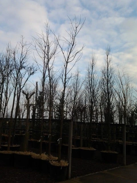 Rode Esdoorn (Acer Platanoides 'Crimson King') 12 Rode Esdoorn (Acer Platanoides 'Crimson King') - Afbeelding 10