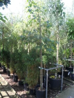 Chinese Esdoorn (Acer Davidii ) -Aanbiedingen Groene Hekken Winkel acer davidii 12 14ho cont