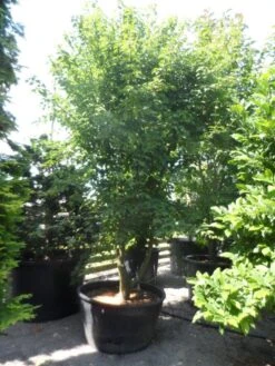 Chinese Esdoorn (Acer Davidii ) -Aanbiedingen Groene Hekken Winkel acer davidii 350 400 c500 solitair meerstammig 1