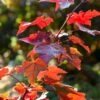 Rode Esdoorn (Acer Rubrum 'Fairview Flame') -Aanbiedingen Groene Hekken Winkel acer fairview flame