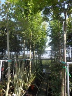 Esdoorn (Acer Freemanii 'Autumn Blaze') -Aanbiedingen Groene Hekken Winkel acer freemanii autumn blaze 14 16 18 20ho cont