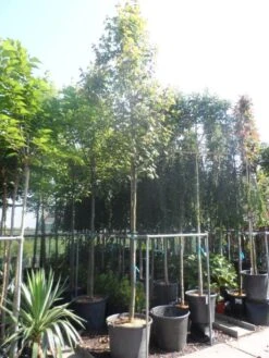 Esdoorn (Acer Freemanii 'Autumn Blaze') -Aanbiedingen Groene Hekken Winkel acer freemanii autumn blaze 14 16ho cont