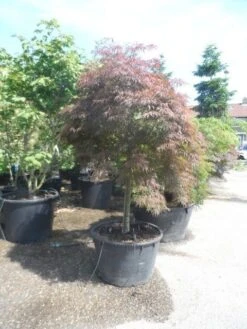 Japanse Esdoorn (Acer Palmatum 'Garnet') -Aanbiedingen Groene Hekken Winkel acer garnet 120 130stam extra 1