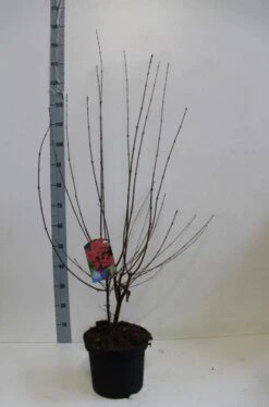 Papieresdoorn (Acer Griseum) -Aanbiedingen Groene Hekken Winkel acer griseum 80 100 cm co 7.5l kopie